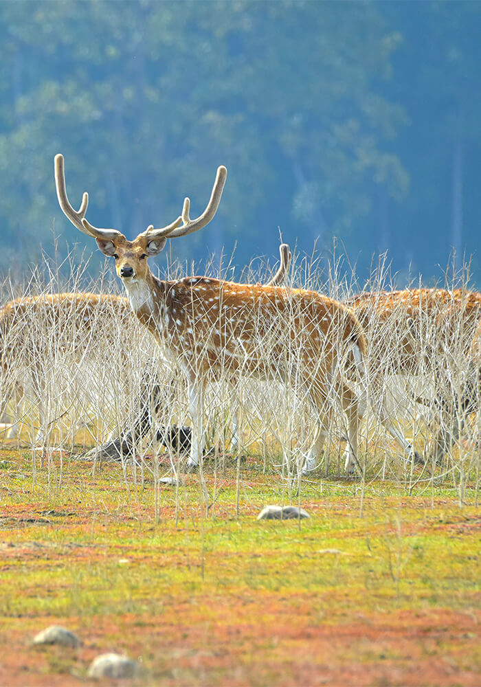 Nainital Corbett Mussoorie Haridwar