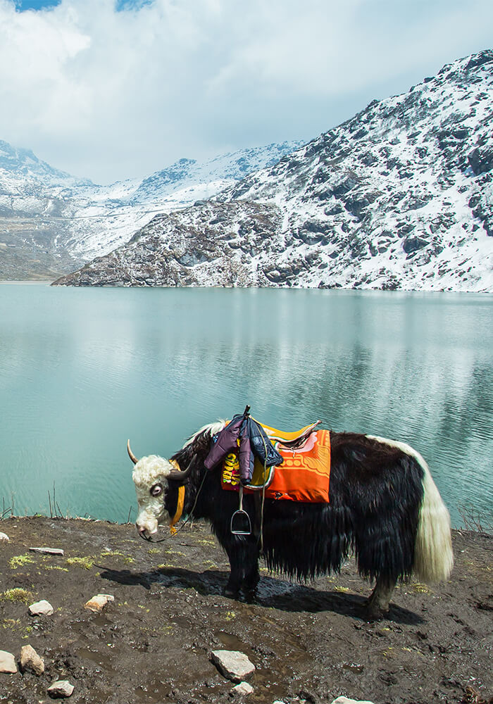 Gangtok Lachung Pelling Darjeeling